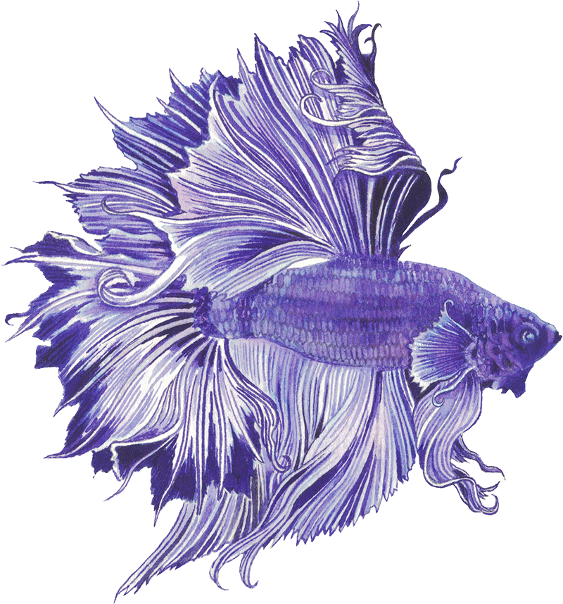 Anderillium - Betta Fish Purple