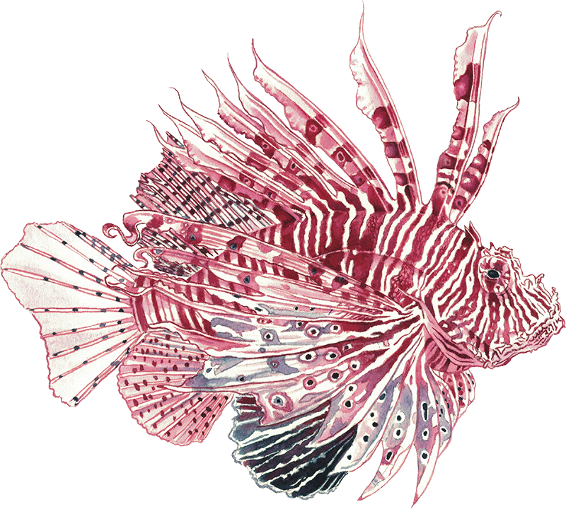 Anderillium - Lionfish Maroon