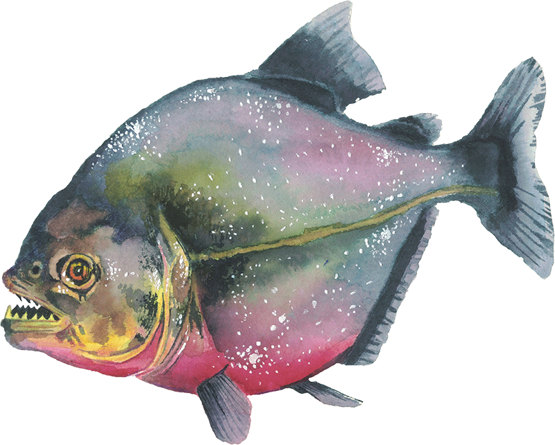 Anderillium - Piranha Red